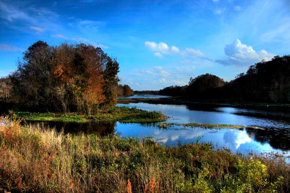 Bang florida xinh đẹp có điều gì khiến bạn phải mến thương?